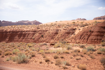 Fototapeta na wymiar Cheval sauvage dans Monument Valley