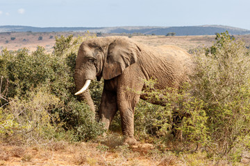 Fototapeta na wymiar Elefantenbulle in Totalansicht zwischen Büschen