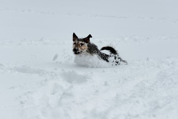 dog in snow