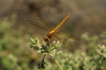 dragonfly on a leaf