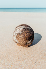 Fototapeta na wymiar An old lonely fallen coconut lies on a sandy beach against the background of the ocean. Tropical landscape, selective focus