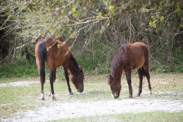 Naklejka premium wild horse