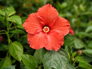 red flower in the garden