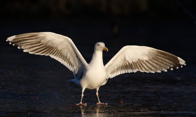 Great black-backed gull