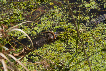 alligator in swamp