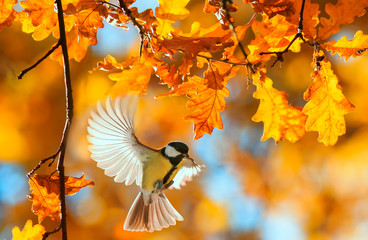 beautiful little bird tit flies in the autumn clear Park by the branch of an oak with Golden...