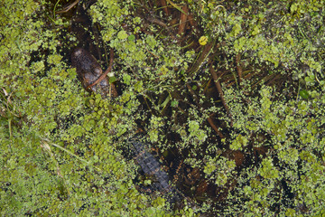 alligator in swamp