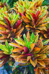 Obraz premium Perennial evergreen shrub (Codiaeum variegatum) or orange jasmine. Beautiful multi-colored bush with a beautiful leaf texture