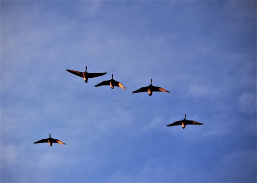 Migrating Geese