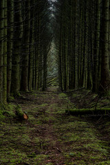 Fototapeta premium A row of trees in a forest with green moss, Ballypatrick forest, Ballycastle, County Antrim, Northern Ireland
