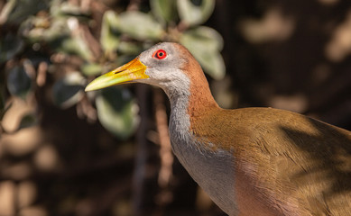 tropical bird on natural green background