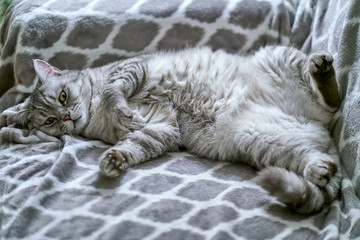 Cute grey cat lying in bed on a blanket. Fluffy pet comfortably settled to sleep. British cat lies on its back.