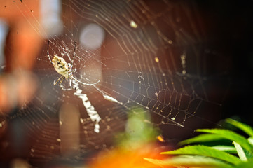 big spider in its web awaiting prey