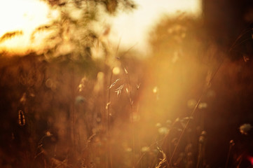 beautiful closeup of dry grass at sunset. field in the rays of the setting sun