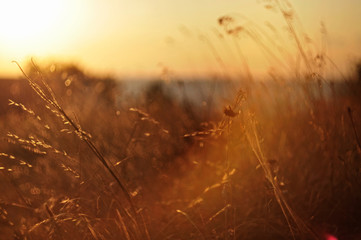 beautiful closeup of dry grass at sunset. field in the rays of the setting sun