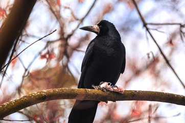 Rook on a branch with his bone-harvested food on a beautiful bright background