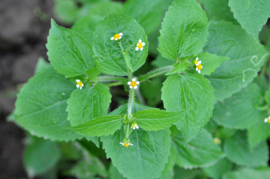 In the field it blooms galinsoga parviflora
