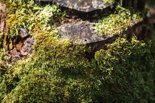 close up moss sphagnum grows on an old stump.
