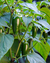 Close up photo of jalapeno pepper. Green jalapeno chili hang from plant. Leaves and other peppers in the background. Healthy and spicy vegetable.