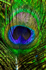Beautiful and colorful peacock feathers in closeup