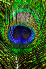 Obraz premium Beautiful and colorful peacock feathers in closeup