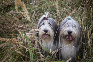 Naklejka na ściany i meble Two Bearded collies are sitting in reed. Autumn photoshooting in park.