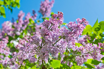 Lilac. Branches with flowers against blue sky background in spring sunny day