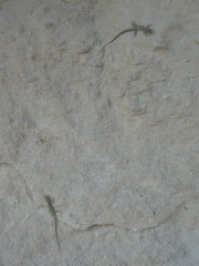 texture of old wall