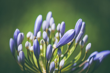Pre-bloom flower of African lily also known as Agapanthus bressingham blue
