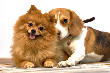 Two friendly dogs lie on carpet in living room, friends, play. Cute fluffy ginger Pomeranian sticks out tongue, smile, joy. Medium-sized Beagle snuggles, bites. Isolated on white background.