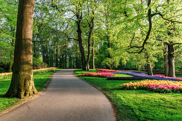 Empty path in the park in spring, flowers in blossom.
