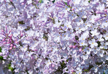Flowers of lilac in spring sunny day (background)