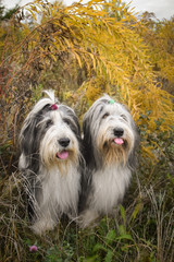 Two Bearded collies are sitting under the yellow flower.  So patient model.