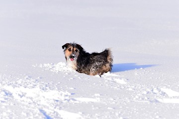 dog in the snow