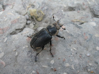 black beetle