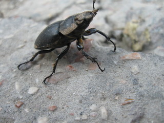 black beetle