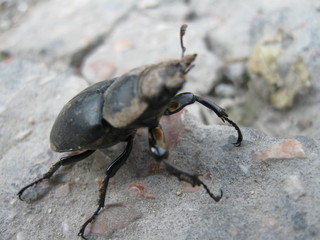 beetle on leaf