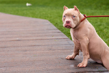 American bully peach color with short hair stands on its front legs, leaning on the path, looking at the camera, small short standing ears, on a leash with a collar. Empty space for your ads and text.