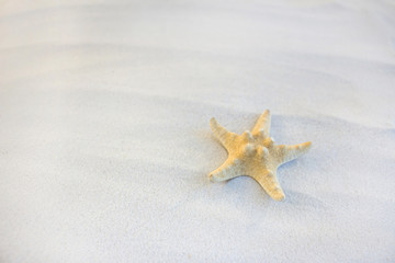 Fototapeta na wymiar One star on sand card