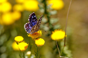 Blauer Schmetterling auf gelber Conicosia