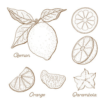 Lemon. Vintage hand drawn set of  plants isolated on white background. Citrus illustration. Sketch style.