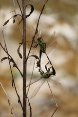 Dragon flies couple