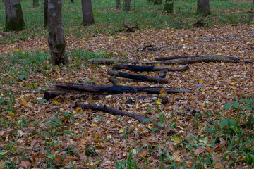 Autumn in the nature of plants, the end of the cycle of life and natural selection for further reproduction of life.