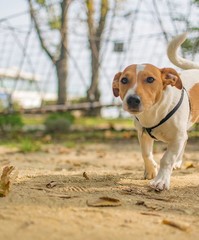 dog in the park