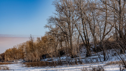  poplars on the steep winding shore of the winter canal