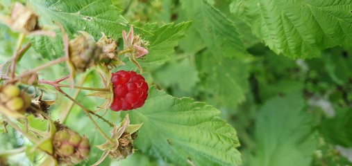 red berries on a bush