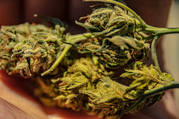 Cannabis Bud