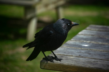 crow