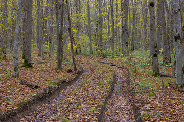 Autumn in the nature of plants, the end of the cycle of life and natural selection for further reproduction of life.