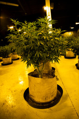 Indoor Cultivation